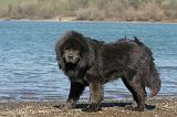 DOGUE DU TIBET 128